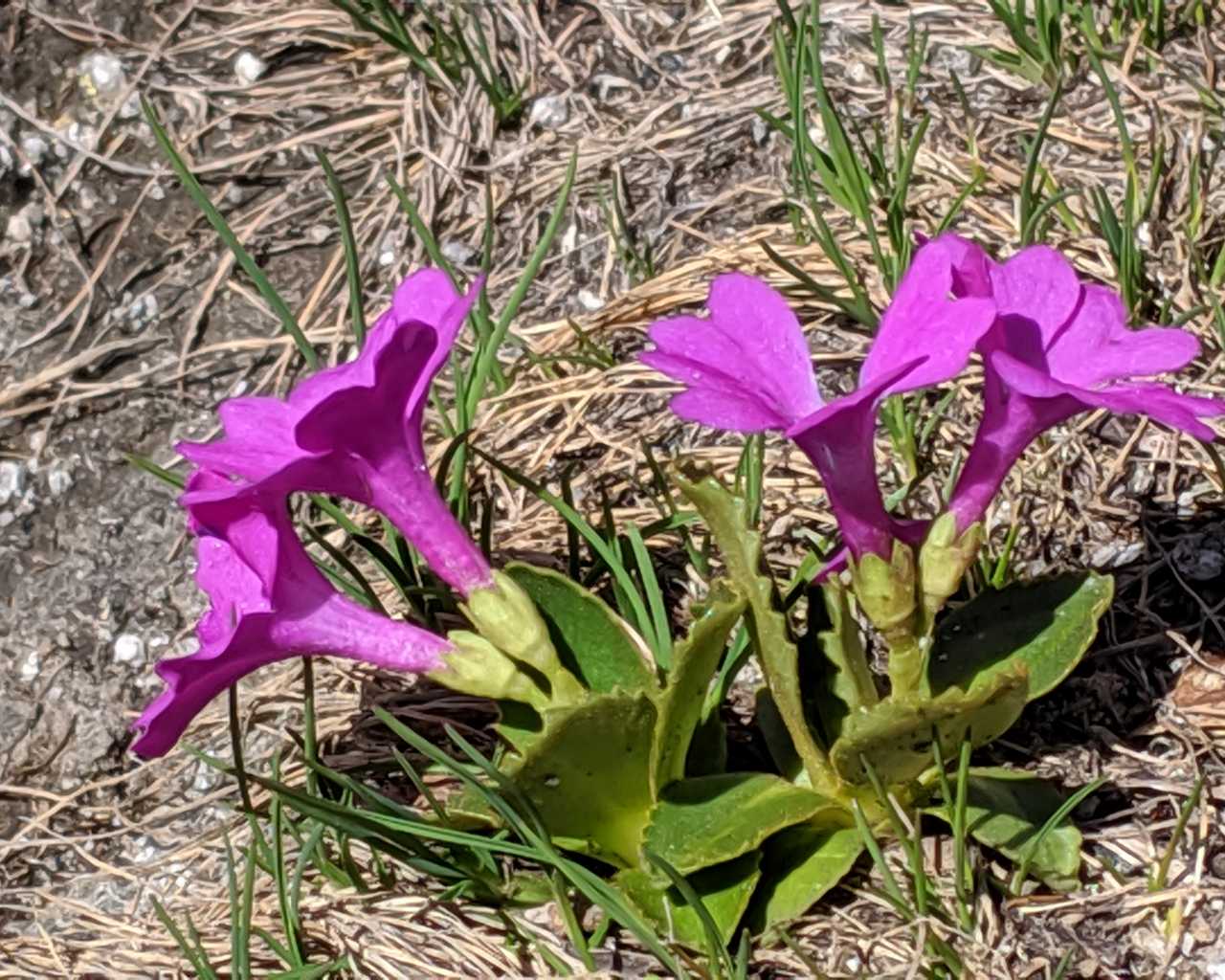 da determinare - Primula cfr. hirsuta